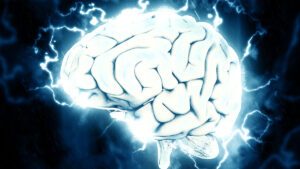 Brain